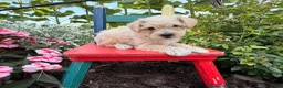 Schnoodle dogs for sale: Missy - Ad 2