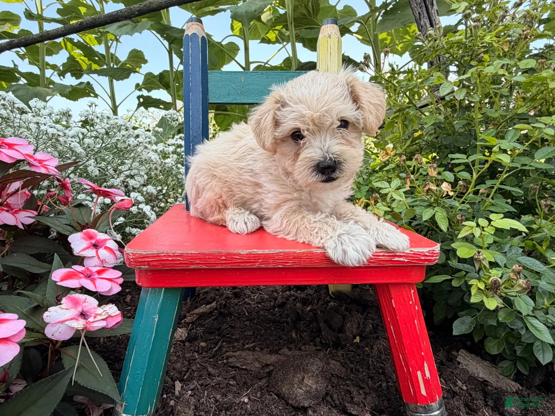 Schnoodle dogs for sale: Missy - Ad 2