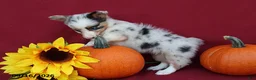 Mixed Breed dogs for sale: Autumn - Ad 2