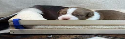 Mixed Breed dogs for sale: Blue collar boy - Ad 2