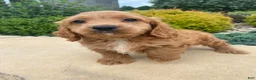 Cockapoo dogs for sale: Ranger - Ad 7
