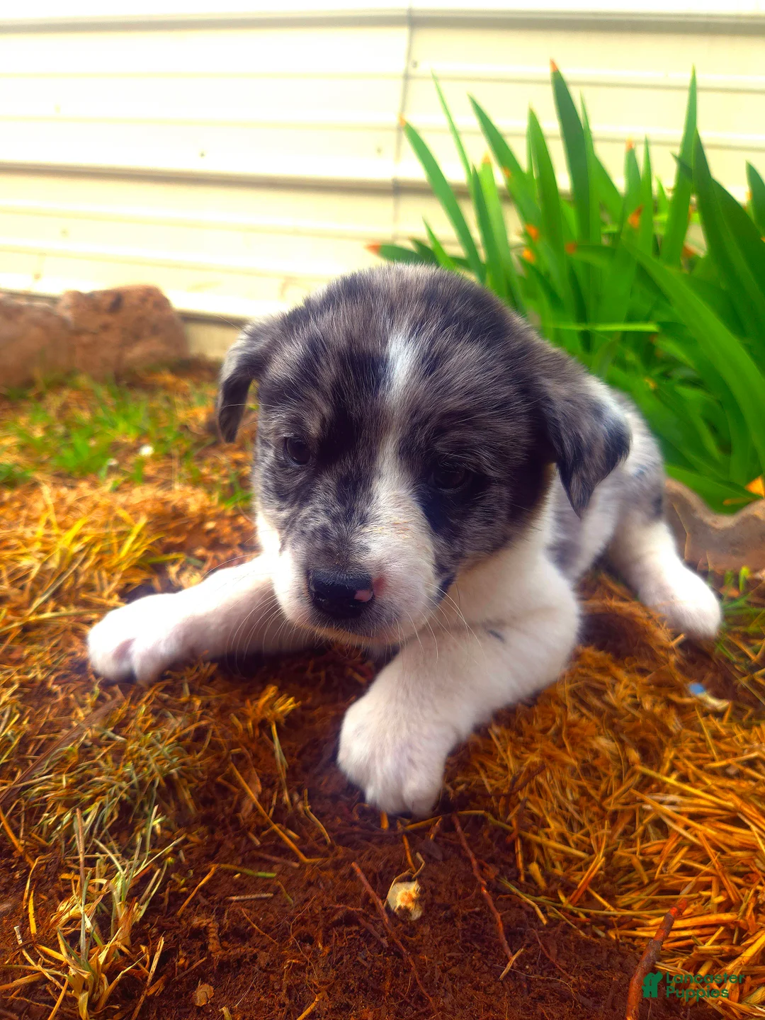 Mixed Breed dogs for sale: Puppy 1 - Ad 2