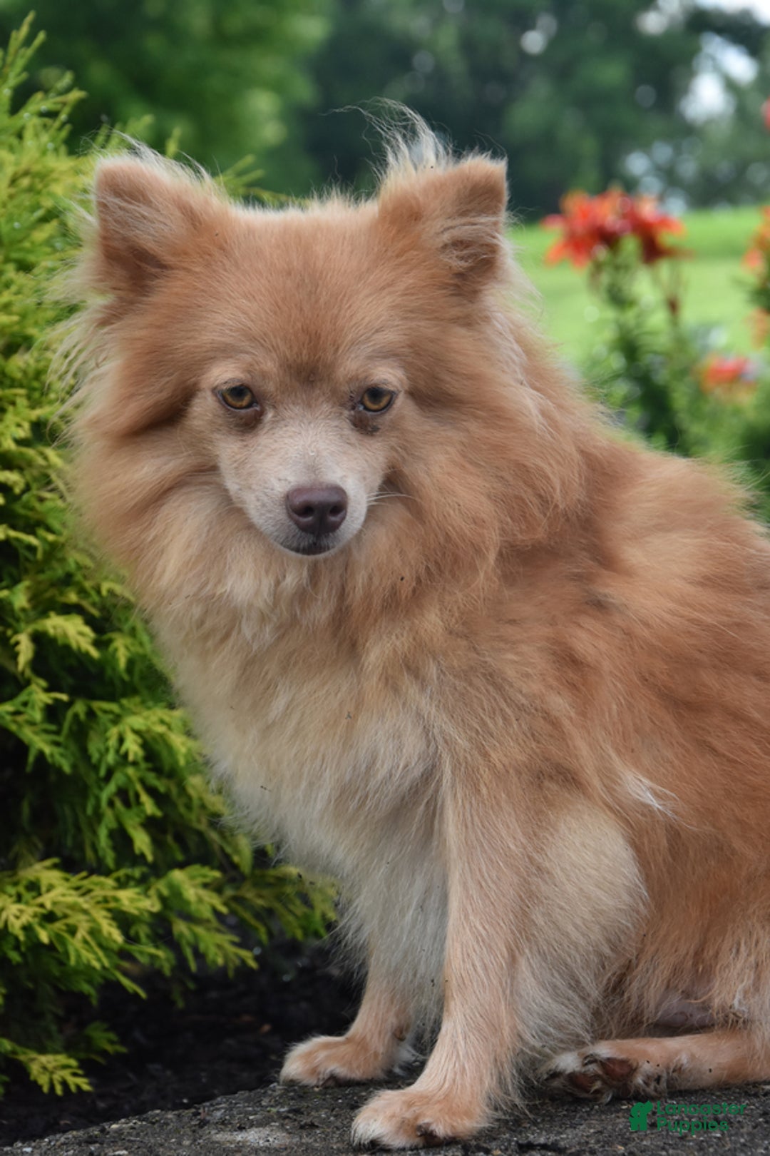 Pomeranian dogs for sale: Rocket - Ad 4
