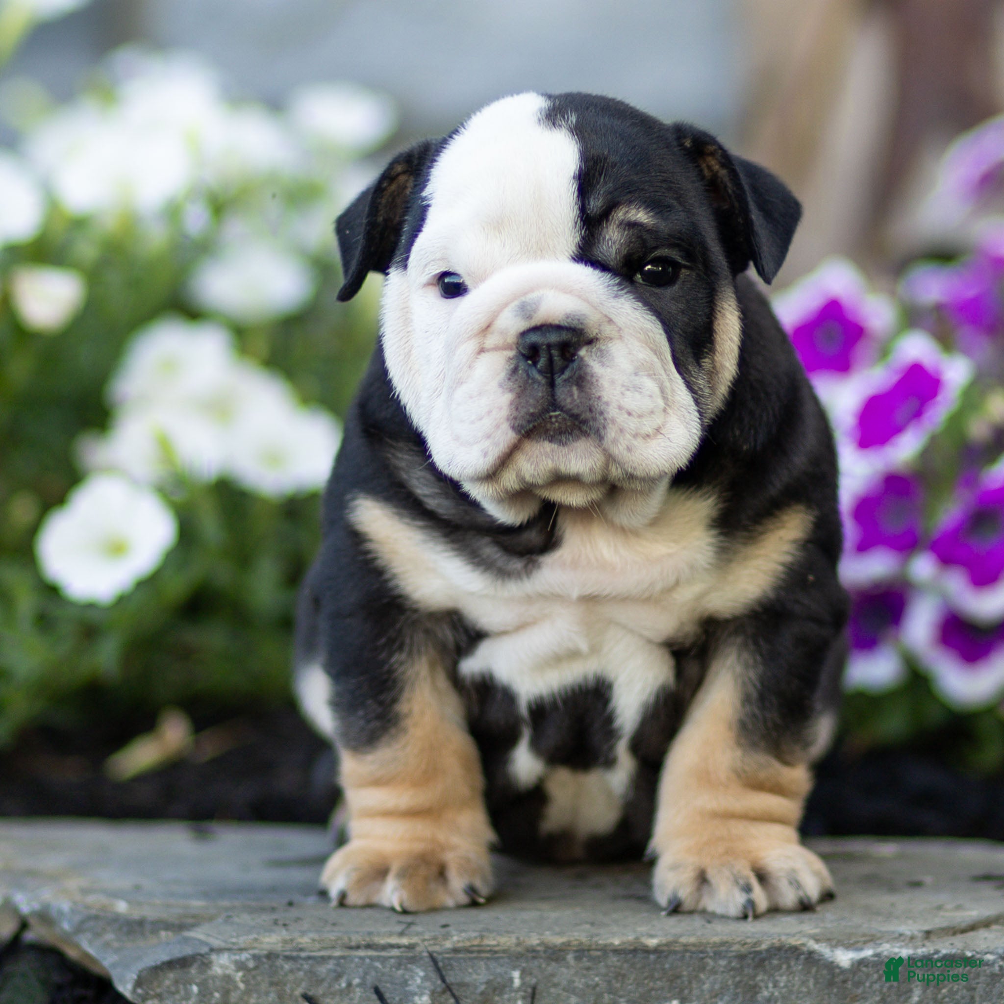 English Bulldog dogs Bruno English Bulldog  - Ad 1