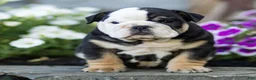 English Bulldog dogs for sale: Bruno English Bulldog  - Ad 1