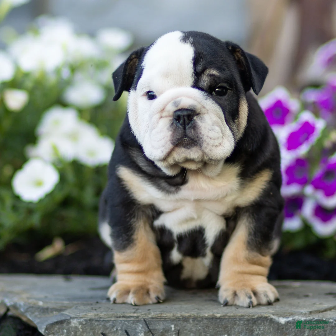 English Bulldog dogs for sale: Bruno English Bulldog  - Ad 1