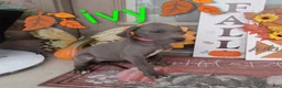 Great Dane dogs for sale: Ivy - Ad 2