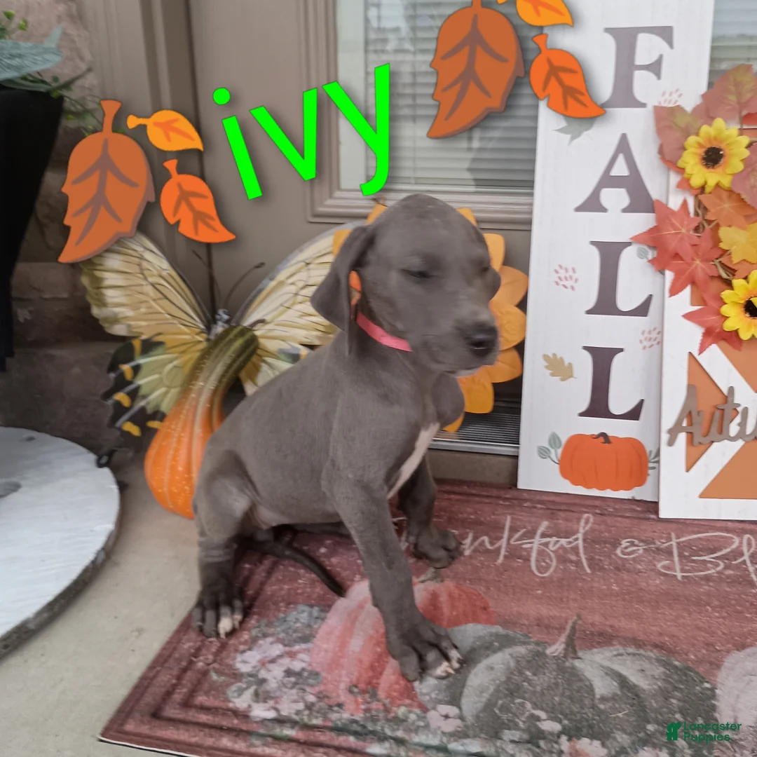 Great Dane dogs for sale: Ivy - Ad 2