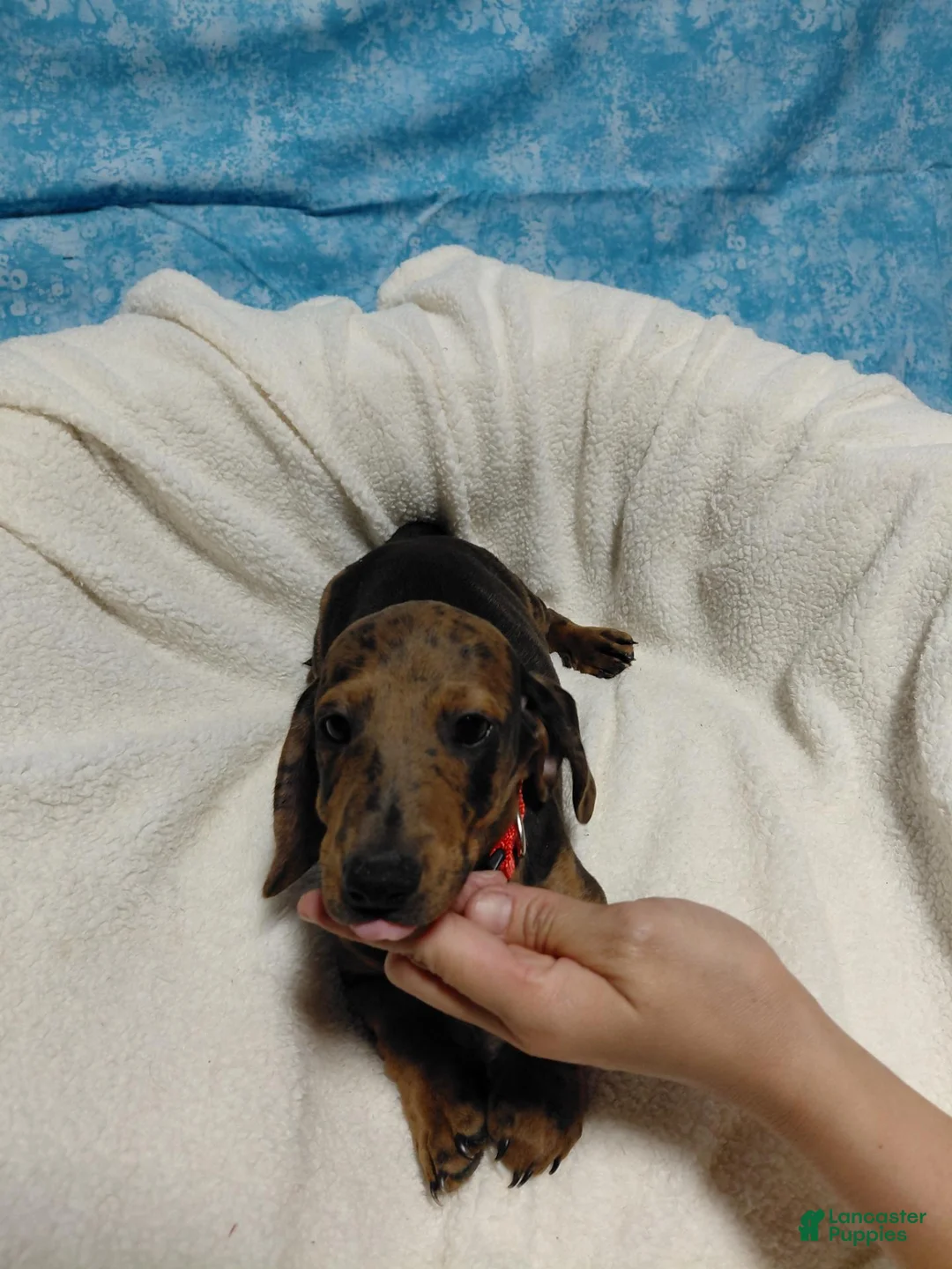 Miniature Dachshund dogs for sale: Fred - Ad 4