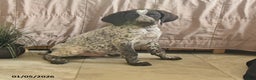 Pointer dogs for sale: Dandy - Ad 2