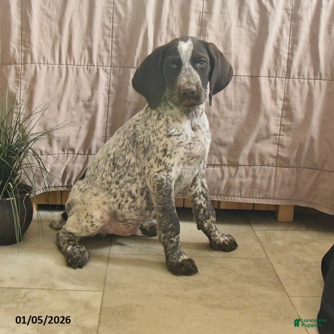 Pointer dogs for sale: Dandy - Ad 2