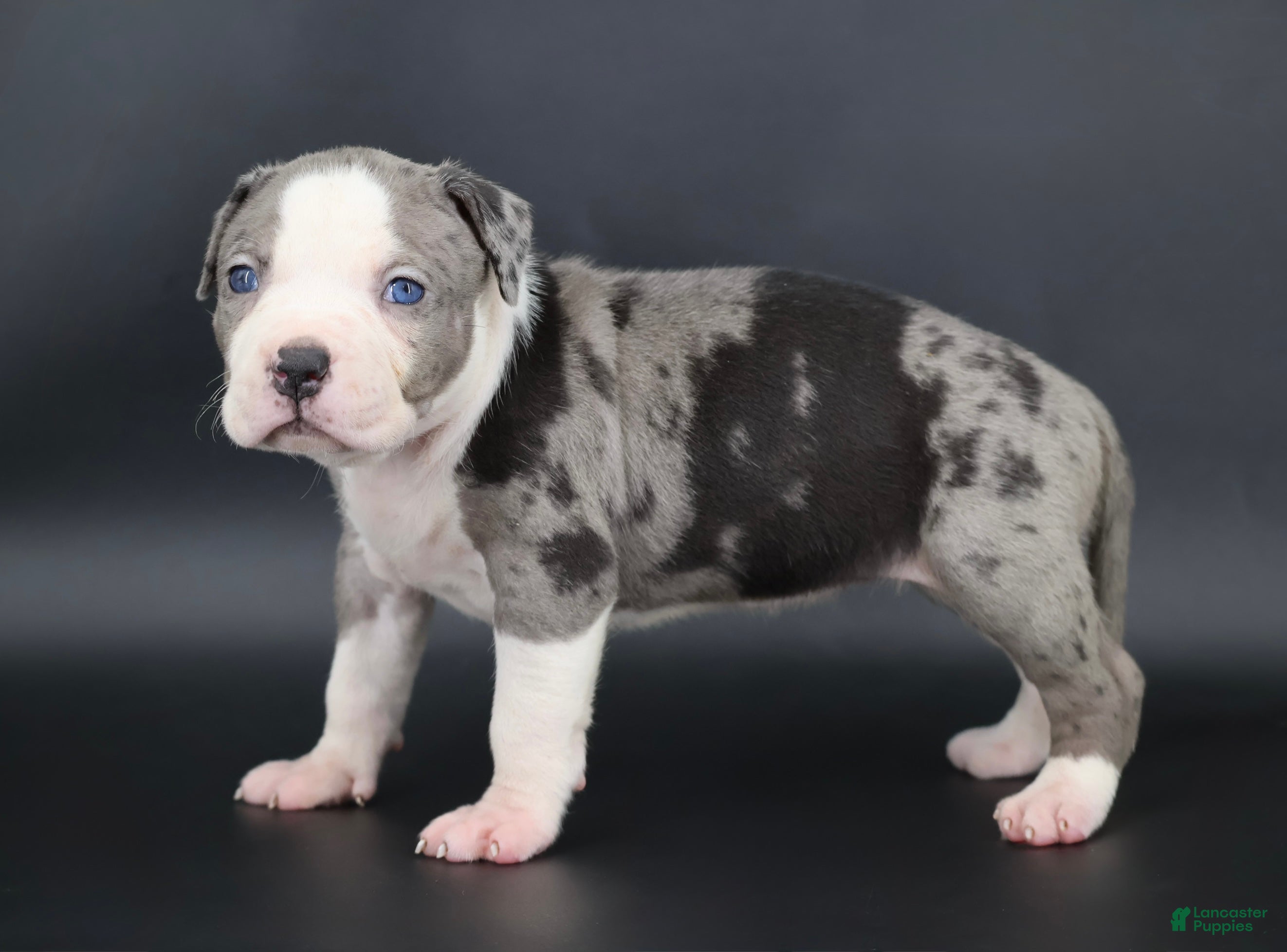 American Bully dogs Magnolia - Ad 1
