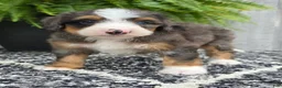 Mini Bernedoodle dogs for sale: Mini Daisy - Ad 10