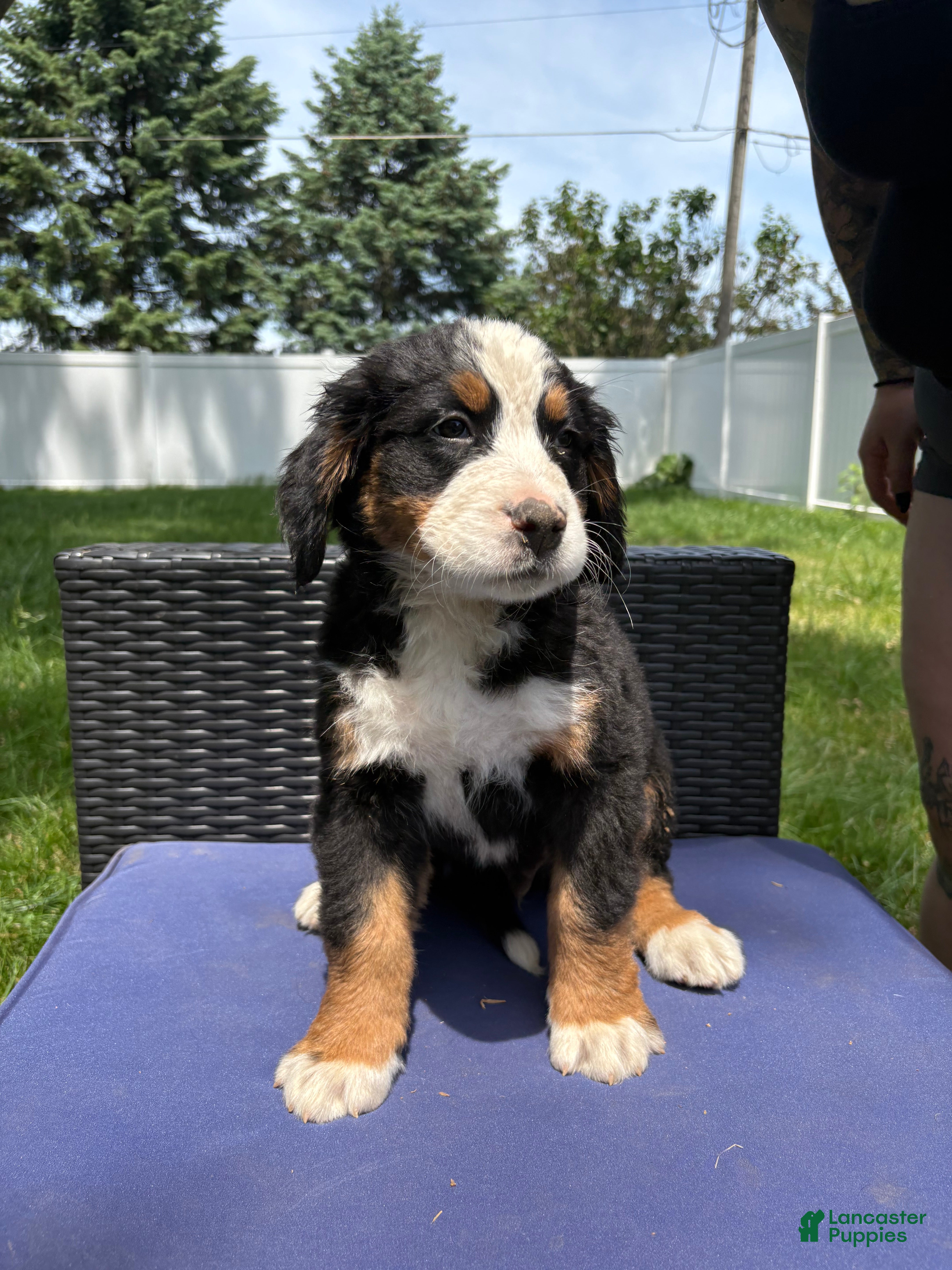 Bernese Mountain Dog dogs Charm  - Ad 1