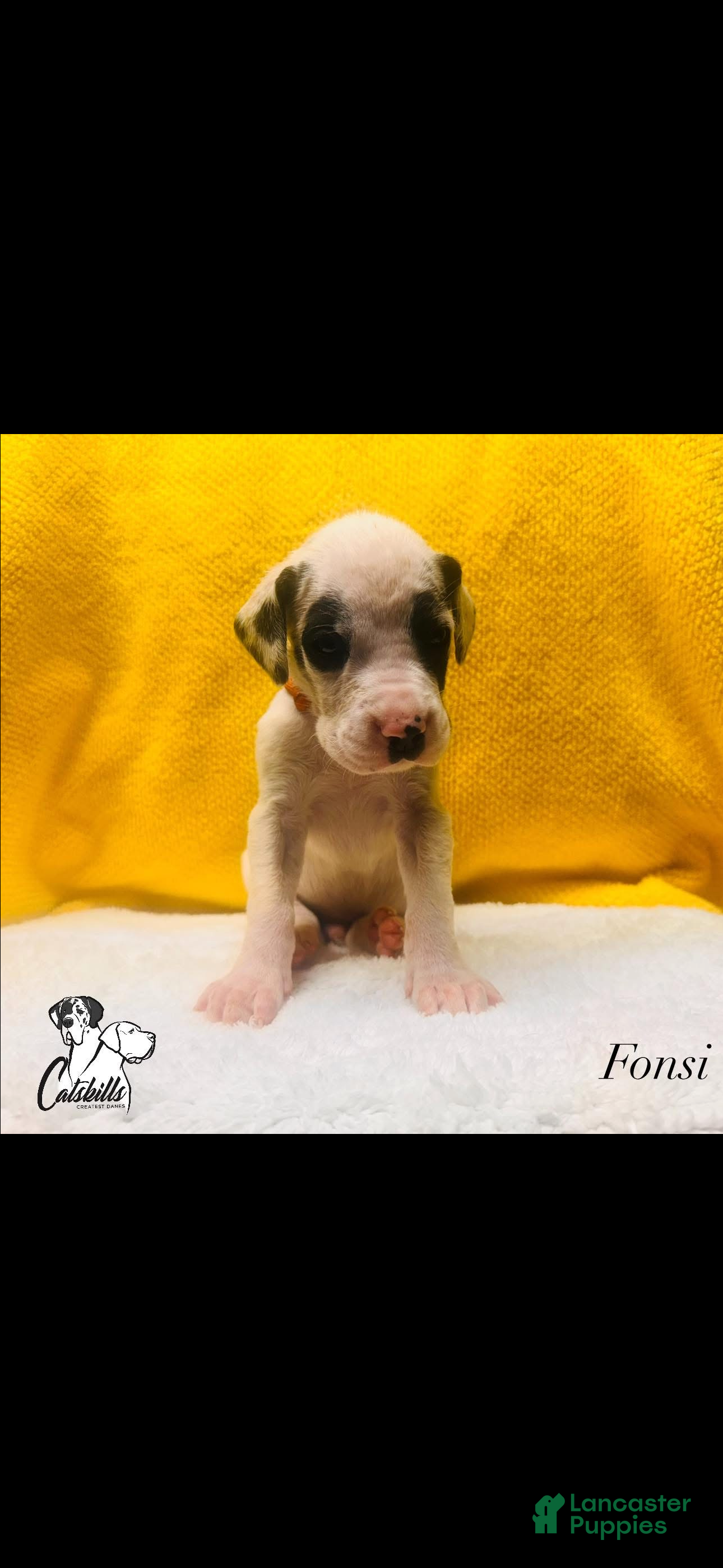 Great Dane dogs Fonsi  - Ad 1