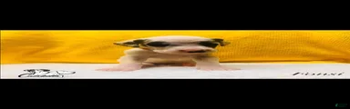 Fonsi 