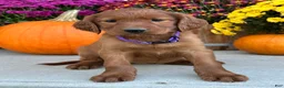 Irish Setter dogs for sale: Shiloh - Ad 4