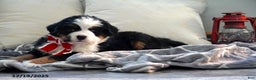Bernese Mountain Dog dogs for sale: Rhonda - Ad 3