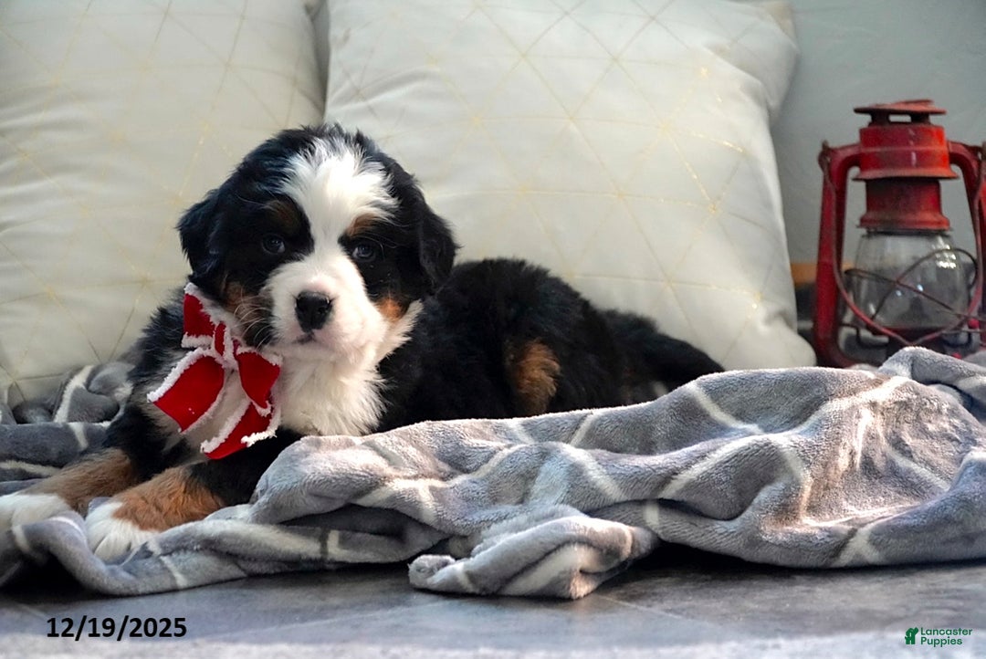 Bernese Mountain Dog dogs for sale: Rhonda - Ad 3
