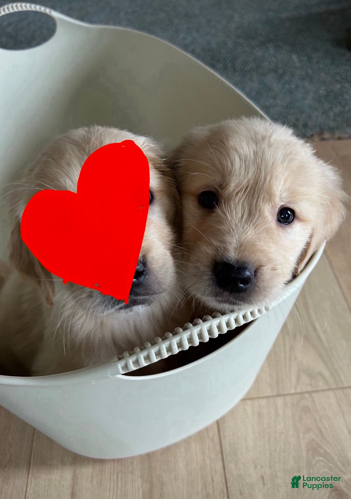 Golden Retriever dogs Mack - Ad 1