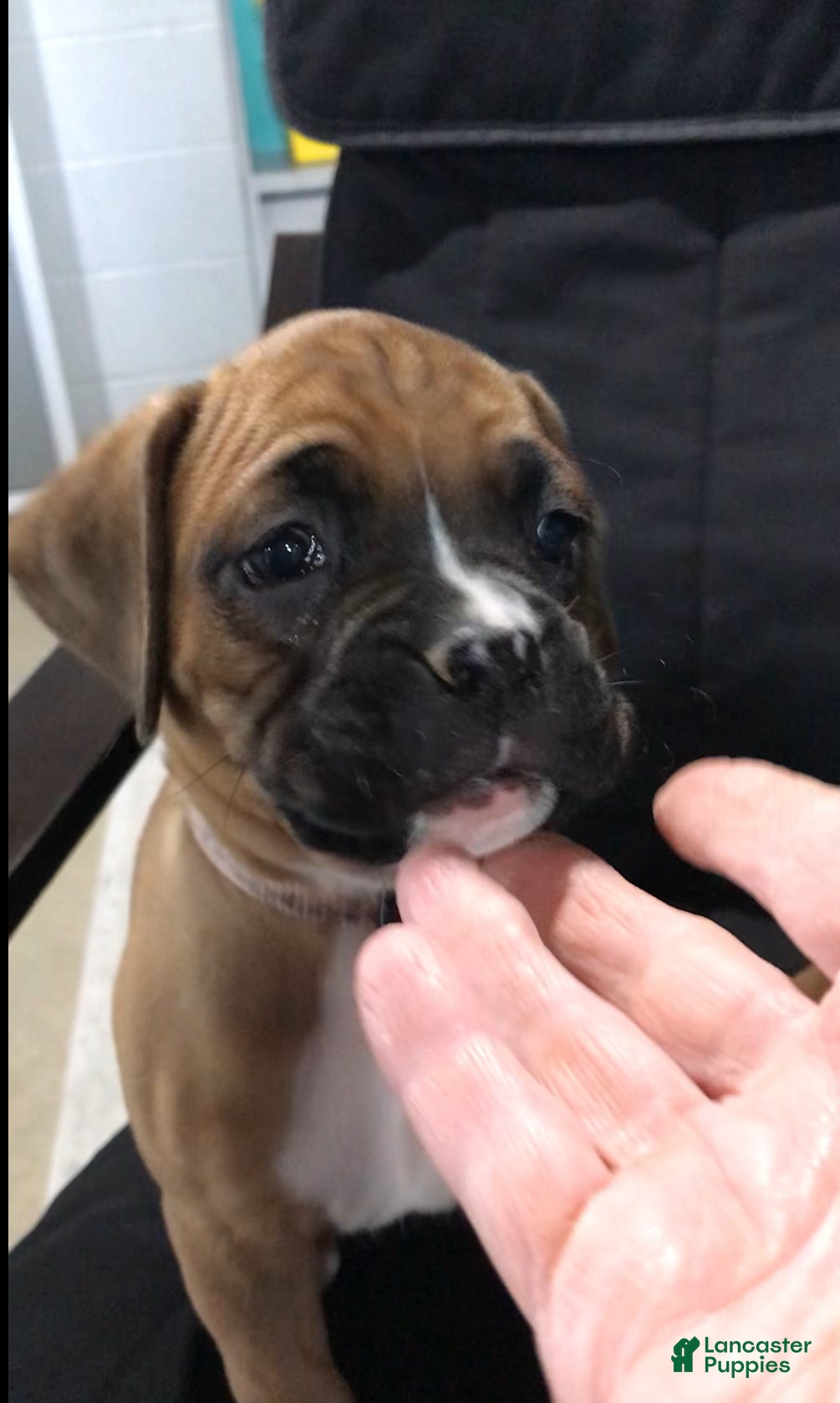 Boxer dogs Boxer Puppy 3 - Ad 1