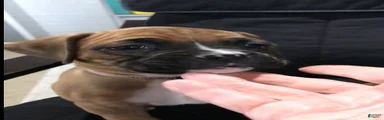 Boxer Puppy 3