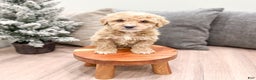 Goldendoodle dogs for sale: Snowflake  - Ad 30
