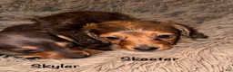 Miniature Dachshund dogs for sale: Skeeter - Ad 4