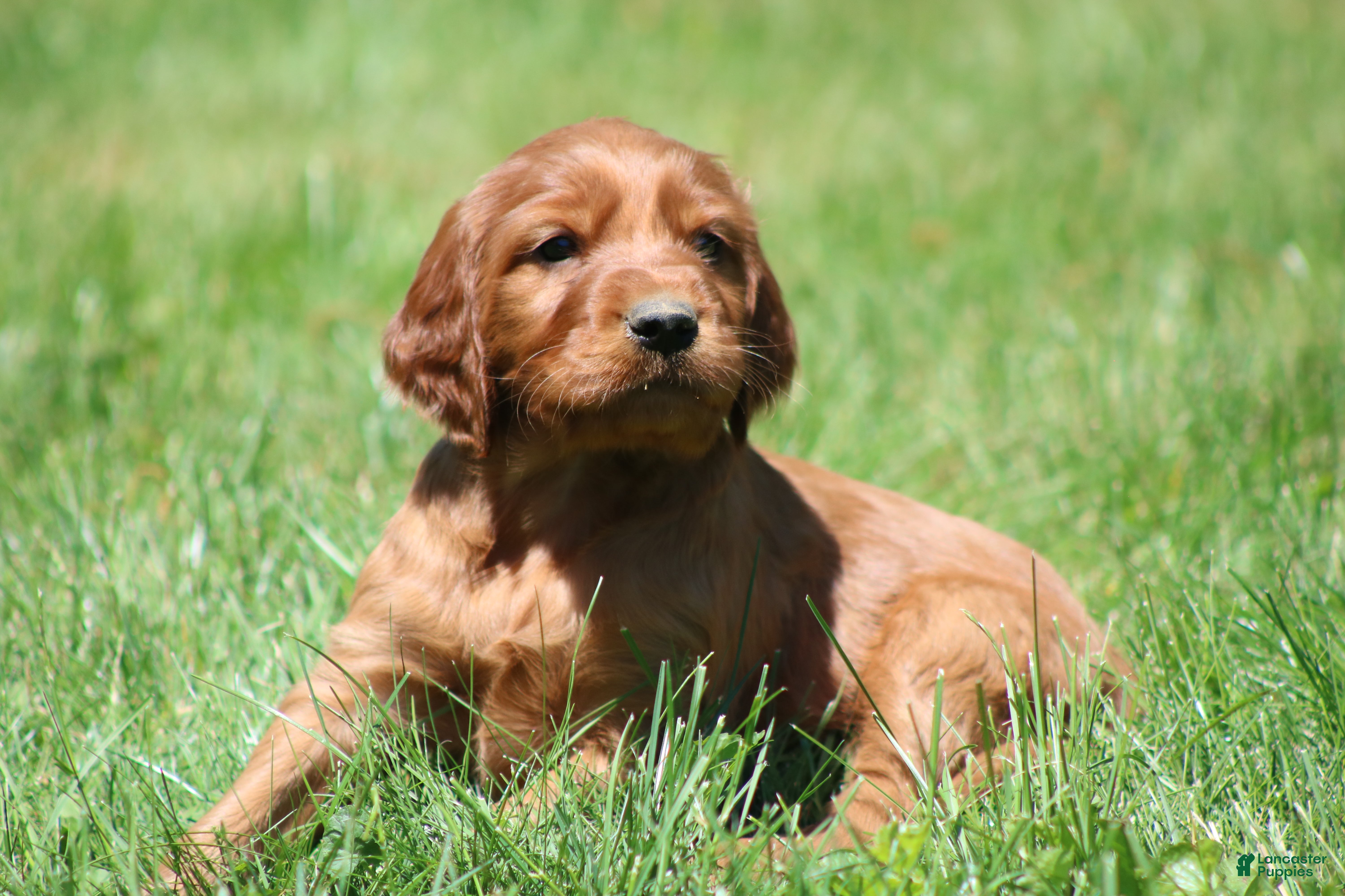 Irish Setter dogs for sale: Milo - Ad 6