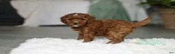 Cavapoo dogs for sale: Bear - Ad 15