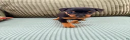 Miniature Pinscher dogs for sale: Loki - Ad 2