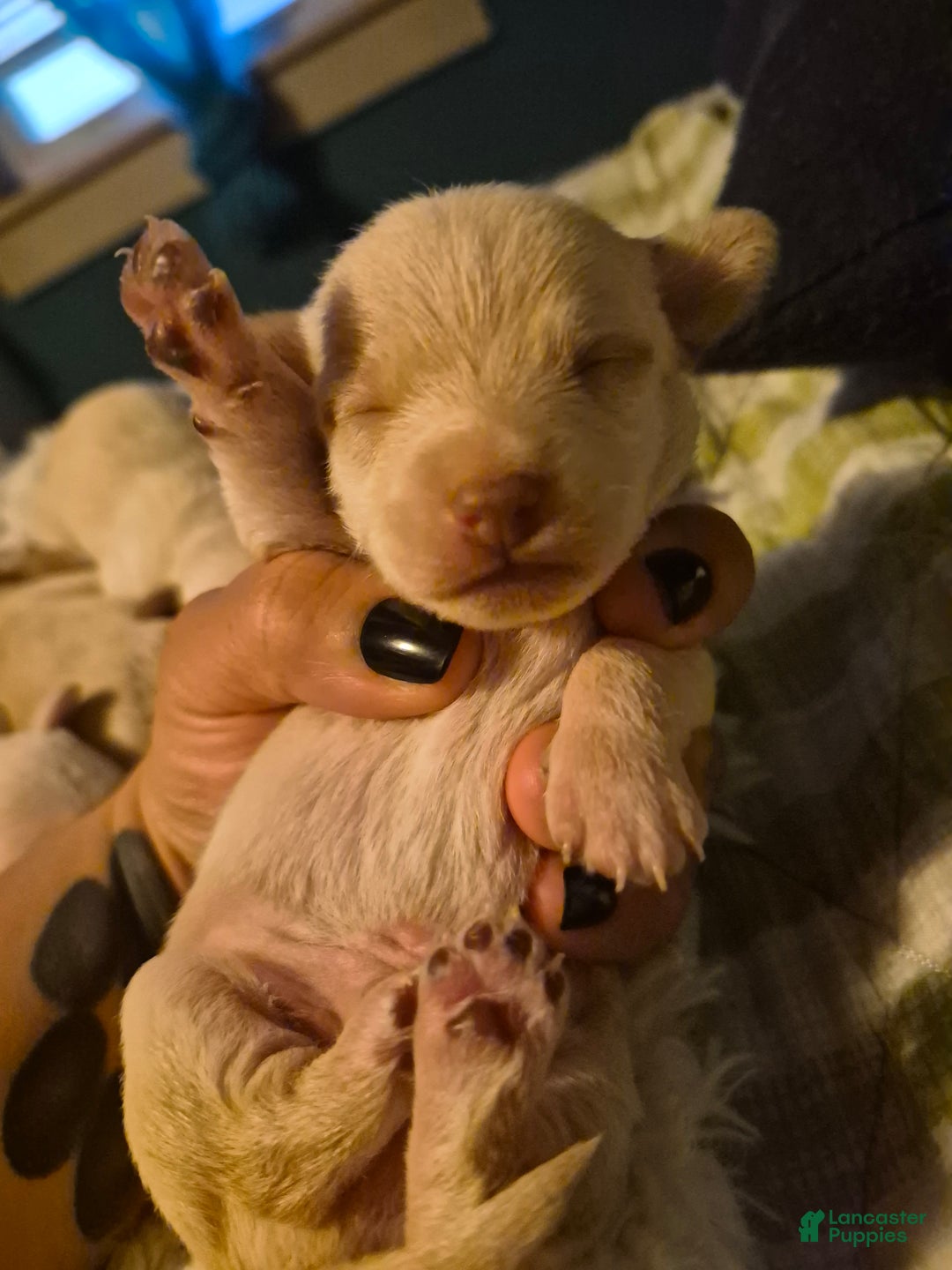 Chipoo dogs for sale: Chipoo Puppy 2 - Ad 5