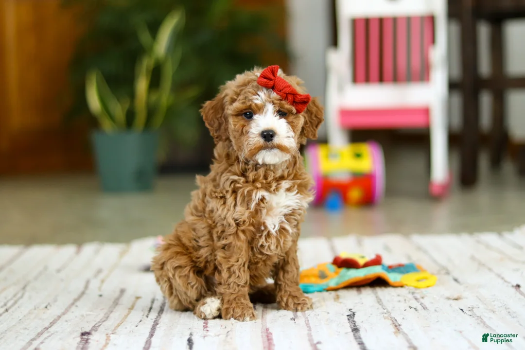 Mini Goldendoodle dogs for sale: Rachel - Ad 5