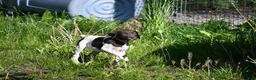 German Shorthaired Pointer dogs for sale: Buck - Ad 34