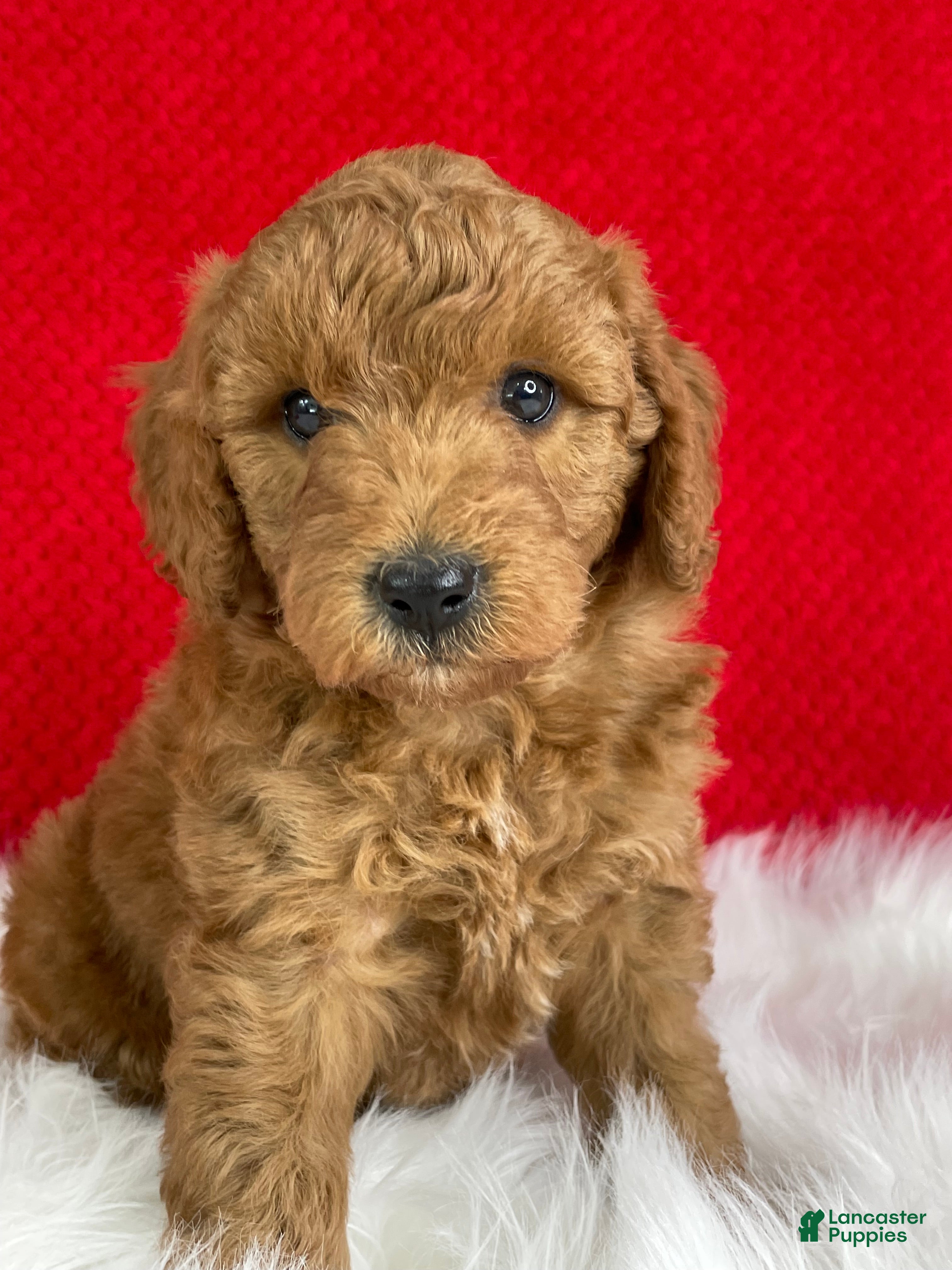 Mini Goldendoodle dogs Oliver - Ad 1
