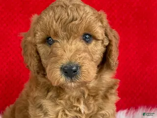 Mini Goldendoodle dogs for sale: Oliver - Ad 1