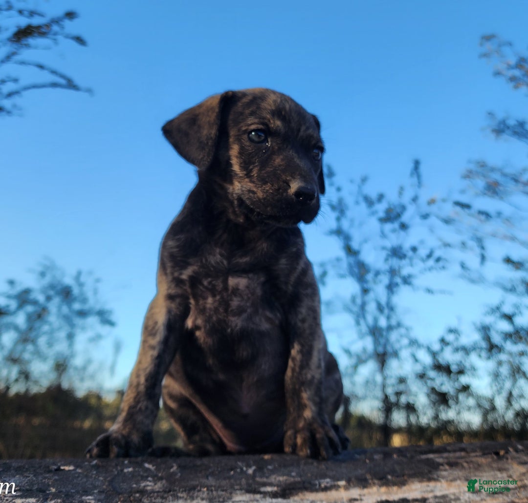 Catahoula Leopard Dog dogs for sale: Tracy II 2025 Female 4 - Ad 6