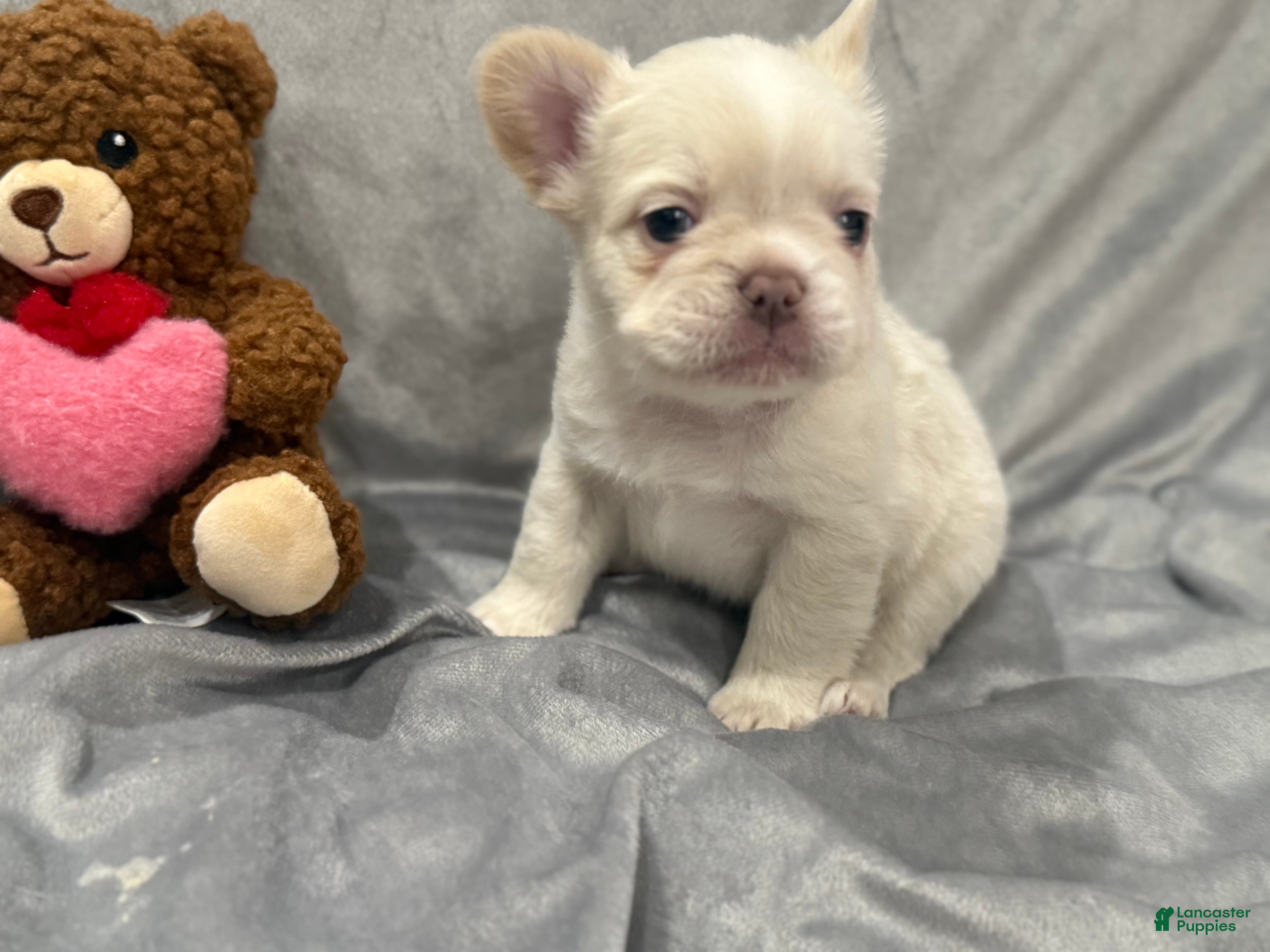 French Bulldog dogs for sale: Snow - Ad 1