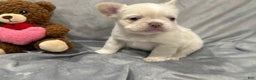 French Bulldog dogs for sale: Snow - Ad 1