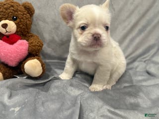 French Bulldog dogs for sale: Snow - Ad 1