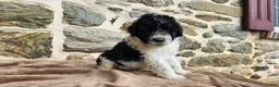Portuguese Water Dog dogs for sale: Sampson - Ad 9