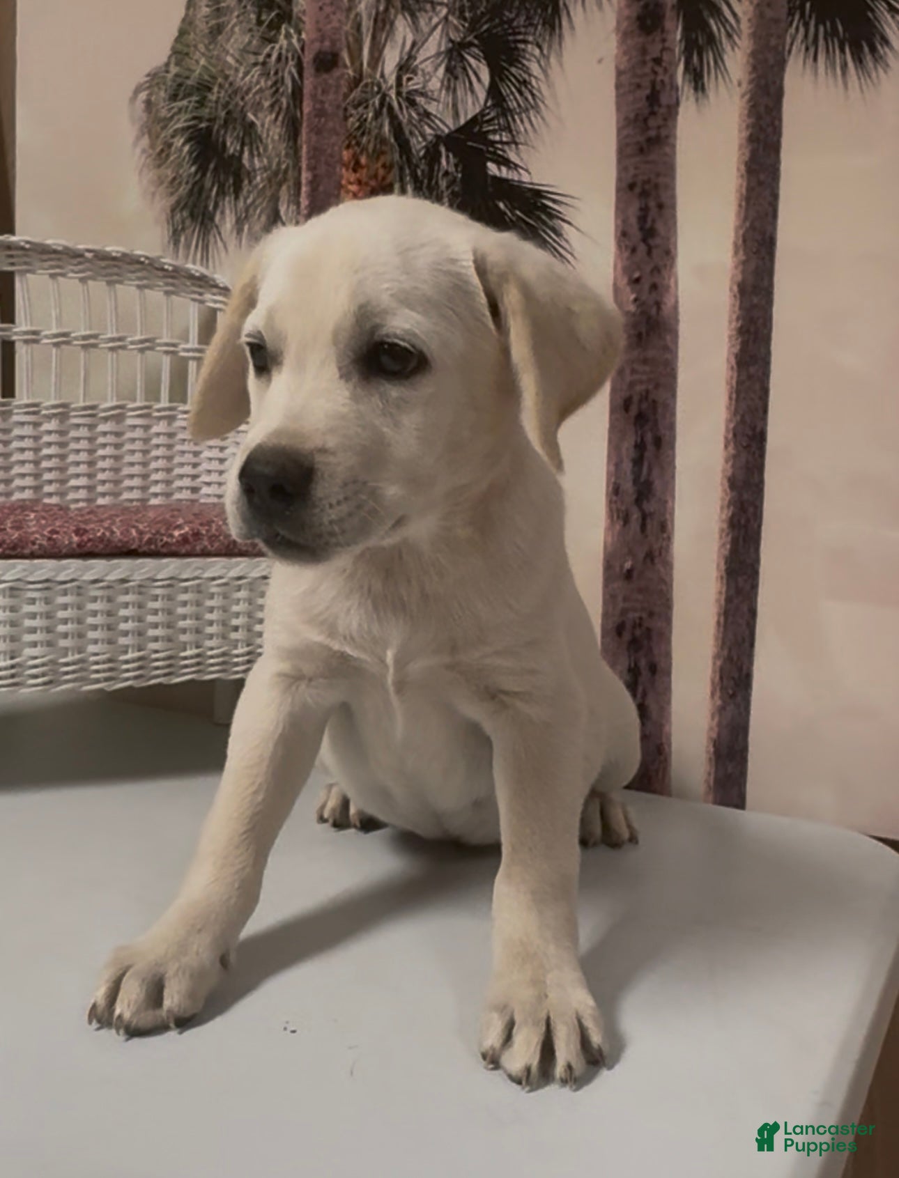 Labrador Retriever dogs for sale: Labrador Retriever Jackie - Ad 13