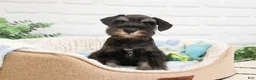 Miniature Schnauzer dogs for sale: Louie  - Ad 2