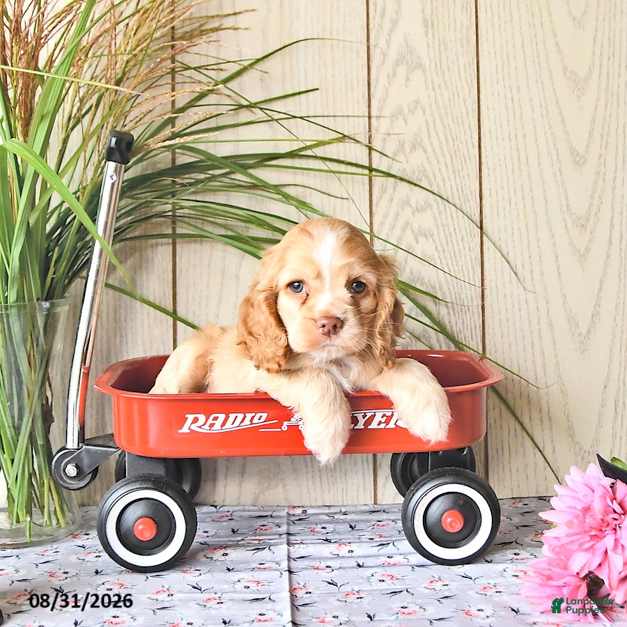 Cocker Spaniel dogs Candy - Ad 1