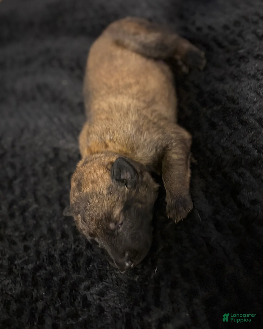 Belgian Malinois dogs for sale: Belgian Malinois Puppy 3 - Ad 2