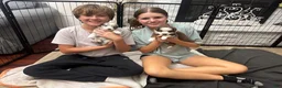 Miniature Australian Shepherd dogs for sale: Captain - Ad 3