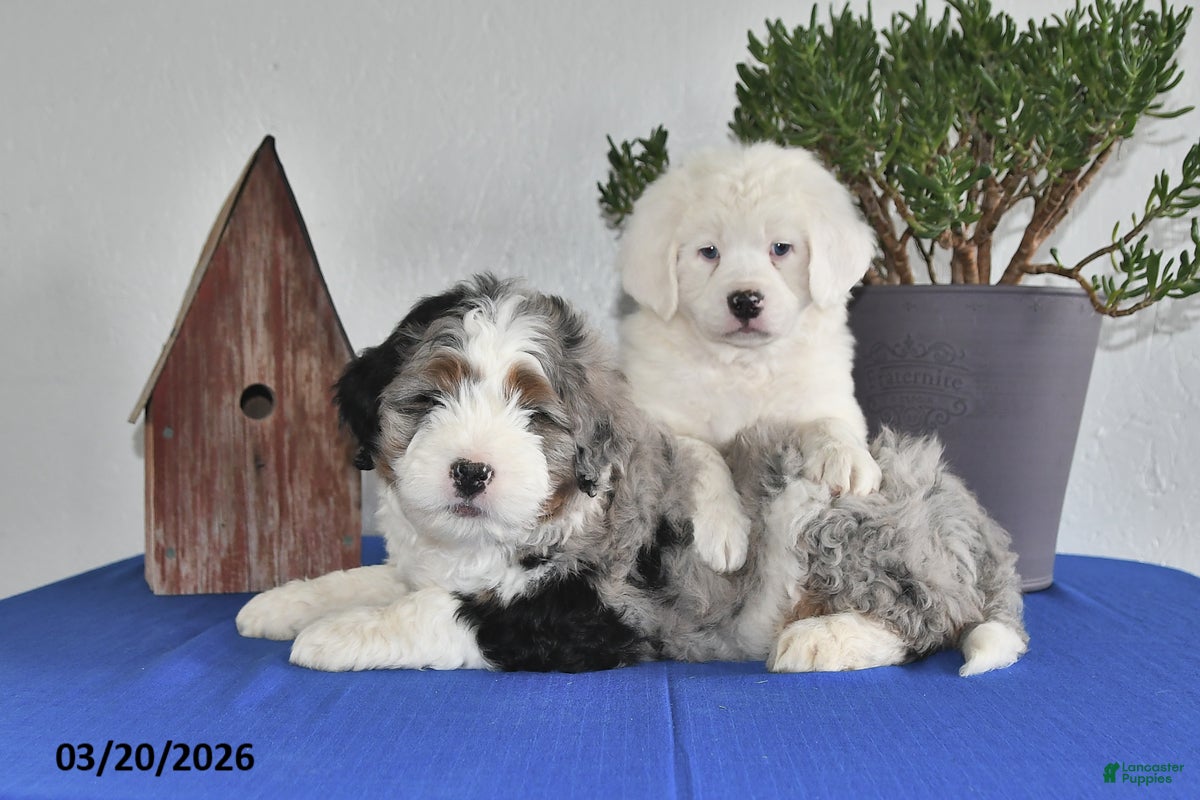 Mixed Breed dogs Jaxon - Ad 2