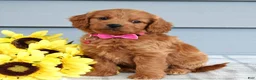 Cavapoo dogs for sale: Cora - Ad 8
