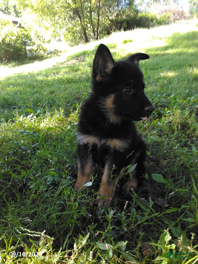 German Shepherd dogs Riley - Ad 2