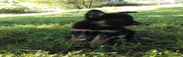 German Shepherd dogs for sale: Riley - Ad 2
